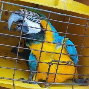 Arara foge de Zoológico em Balneário Camboriú e é resgatada na Praia de Laranjeiras