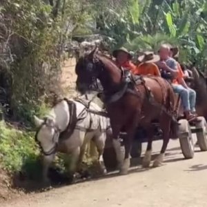 Cinco pessoas são responsabilizadas por maus-tratos a cavalos durante cavalgada