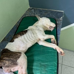 Homem é preso em flagrante por maus-tratos a animais