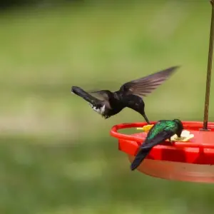 VÍDEO | Festival do Beija-Flor encanta visitantes na Reserva Embaúva