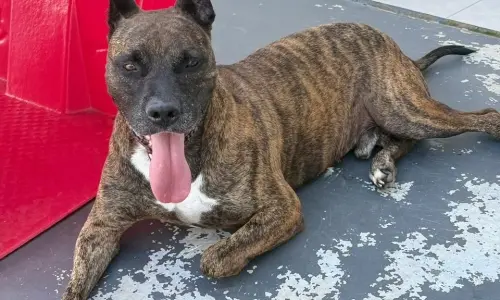 Cimarron, o cão mais antigo de canil participa de evento e busca adoção