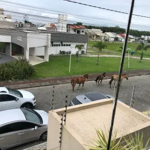 Cavalos soltos chamam atenção em via pública no bairro Mata Atlântica, em Tijucas