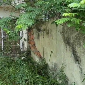 VÍDEO | Moradores denunciam abandono e infestação de pragas em casas no bairro Joaia