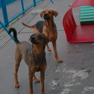 Evento Puppy Yoga promove aula de yoga com filhotes e feira de adoção