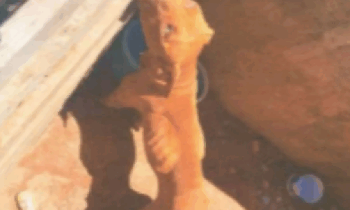 Tutores são condenados por maus-tratos a cães