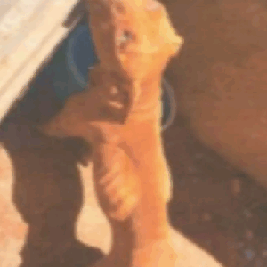 Tutores são condenados por maus-tratos a cães