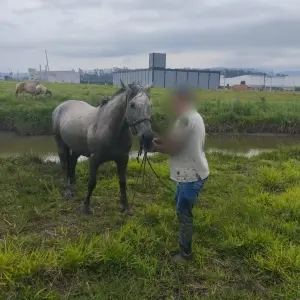 Bombeiros resgatam cavalo preso em vala em Tijucas
