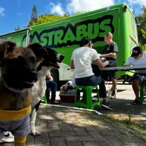 Mutirão de castração atende mais de 200 animais 