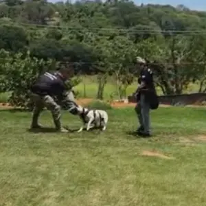 Agente da guarda participa de imersão nacional com cães K9
