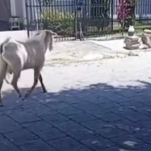 ‘Bode furioso’ persegue trabalhadores e vira assunto do dia em Tijucas