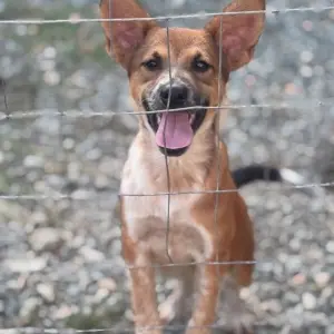 Município intensifica combate ao abandono de animais no Dezembro Verde