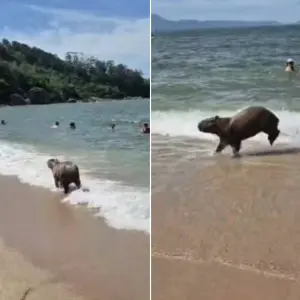 Capivara é flagrada tomando banho de mar em praia de Governador Celso Ramos