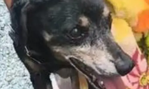 Dois cães idosos são resgatados em estado crítico 