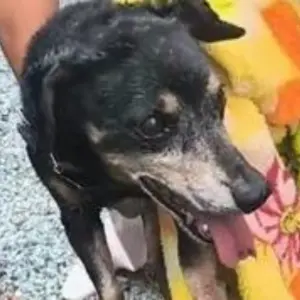 Dois cães idosos são resgatados em estado crítico 