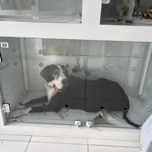 Município supera 1.200 castrações de animais domésticos em 2025