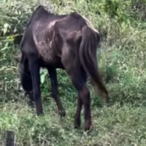 VÍDEO | Cavalo em estado grave mobiliza fiscalização e gera notificação 