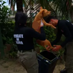 Cães são resgatados em situação crítica e tutor é encaminhado à delegacia