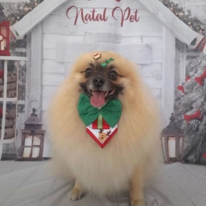 Cão da raça Chihuahua desaparece em Tijucas; donos procuram animal