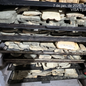 URGENTE | Mofo, insetos e risco à saúde levam à interdição de panificadora em Tijucas