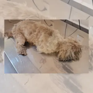 Procura-se o tutor? Cachorro é resgatado após atropelamento em Tijucas