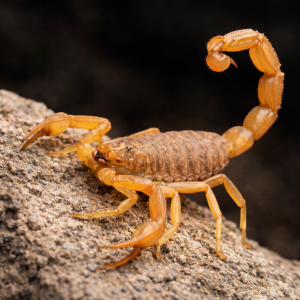 Afinal, há risco? 🦂Registros de escorpiões chamam atenção em Itapema