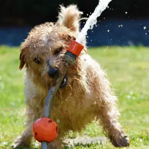 ALERTA: pets devem ter cuidados especiais durante o verão; saiba quais