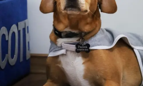 🐶 Educação canina em ação: Prefeitura oferece aulas gratuitas de adestramento