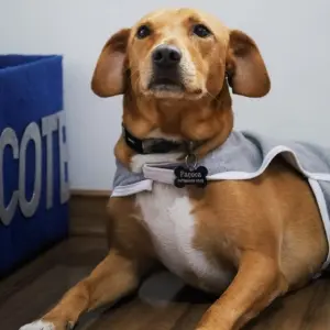 🐶 Educação canina em ação: Prefeitura oferece aulas gratuitas de adestramento