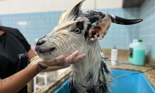 VIRALIZOU | Bode chama atenção ao ser levado para tomar banho em pet shop 