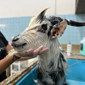 VIRALIZOU | Bode chama atenção ao ser levado para tomar banho em pet shop 