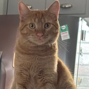 🐱 Gato desaparece na madrugada e família oferece recompensa em Tijucas