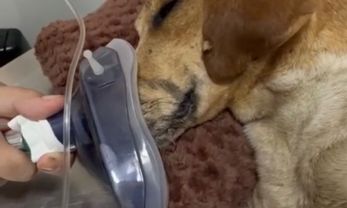 Cão atropelado na BR-101 é salvo após atendimento emergencial do DABA