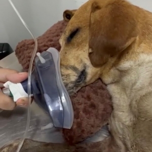 Cão atropelado na BR-101 é salvo após atendimento emergencial do DABA