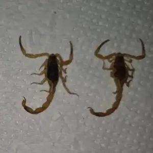 ALERTA | Município captura 18 escorpiões em menos de um mês