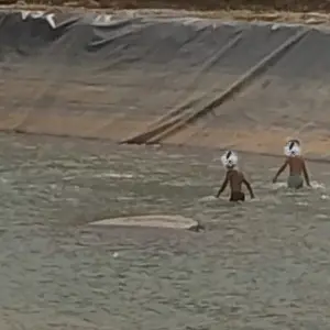 Crianças e adolescentes são flagrados em área poluída no Sertão de Santa Luzia