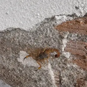 ALERTA | Escorpião marrom é encontrado em obra residencial em Tijucas