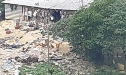 Homem que congelou cachorros no freezer é denunciado por maus-tratos