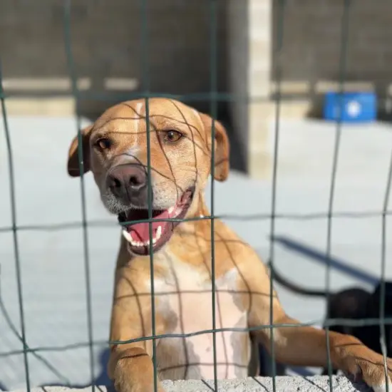 Resgate, cuidado e proteção: G.O.R mantém mais de 100 animais sob assistência