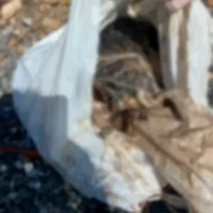 Homem é detido em São João Batista por maus tratos a animais