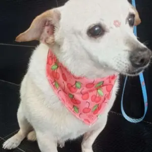 Cadela Mel desaparece  e família pede ajuda para encontrá-la