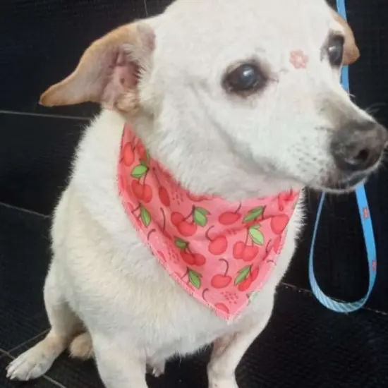 Cadela Mel desaparece  e família pede ajuda para encontrá-la