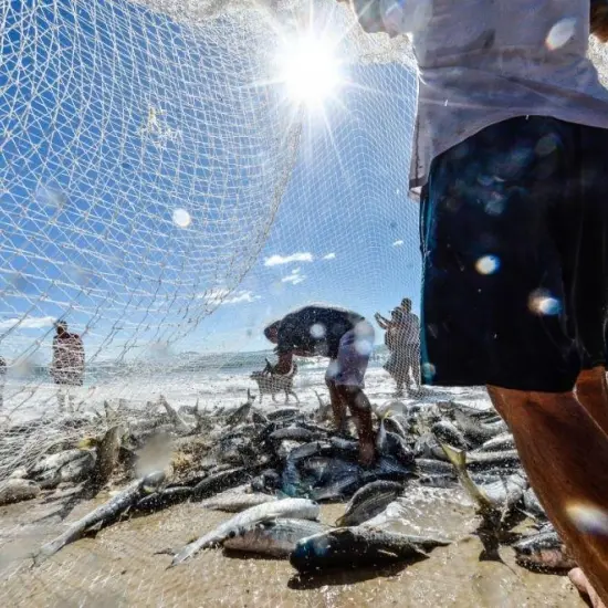 Santa Catarina questiona aumento de 20% na cota da tainha e ameaça judicializar safra de 2026