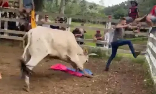 Farra do Boi | investigação identifica toda a cadeia e 40 são indiciados