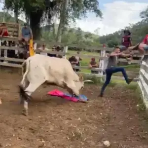 Farra do Boi | investigação identifica toda a cadeia e 40 são indiciados