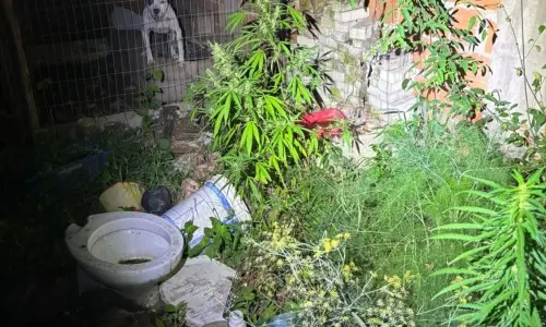 Ponto de tráfico é desmantelado e plantação de maconha apreendida após abordagem