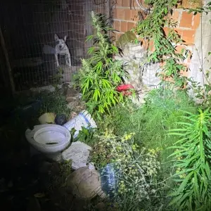 Ponto de tráfico é desmantelado e plantação de maconha apreendida após abordagem