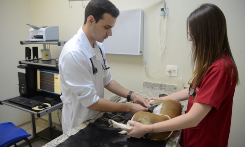 Curso de auxiliar de veterinário e zootecnia abre vagas limitadas em Tijucas