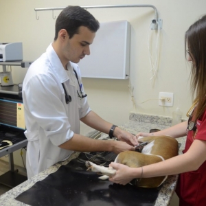 Curso de auxiliar de veterinário e zootecnia abre vagas limitadas em Tijucas