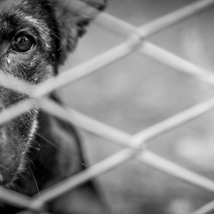 Maus-tratos a cão levam à conclusão de inquérito e indiciamento de investigada