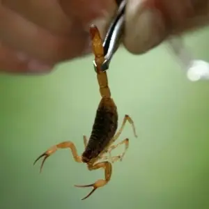 250 capturas em uma semana: Escorpiões amarelos invadem condomínio